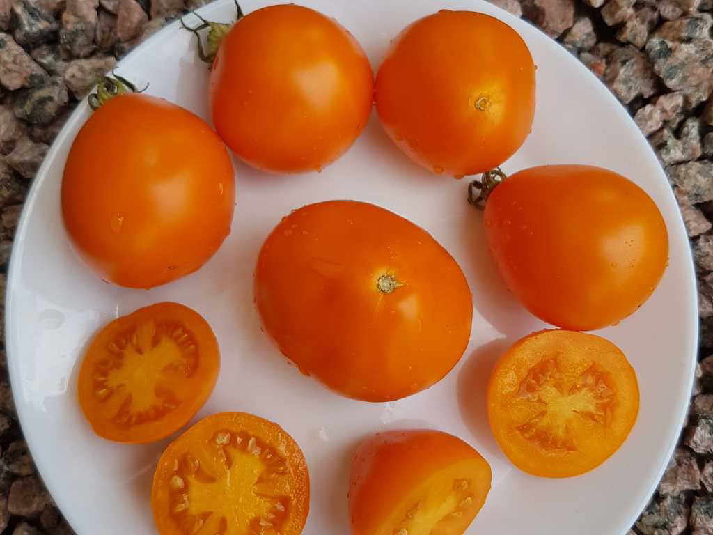 Grusha Oranzevaja, Orange Päron.